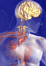 illustration heart and brain